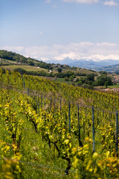 Terra Fageto